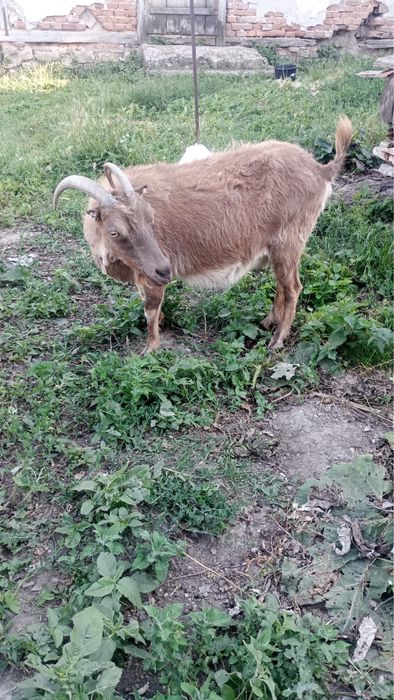 Capre de vanzare