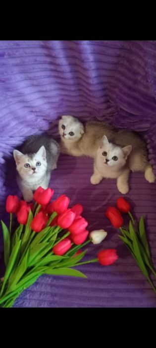 Продам шотладских котят тёмная шиншила тикированная. Прямоухие.