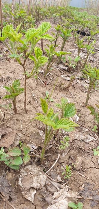 Саженцы ремонтантной малины