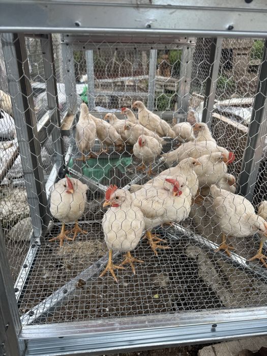 Клетки за Зайци Патпадъци и др