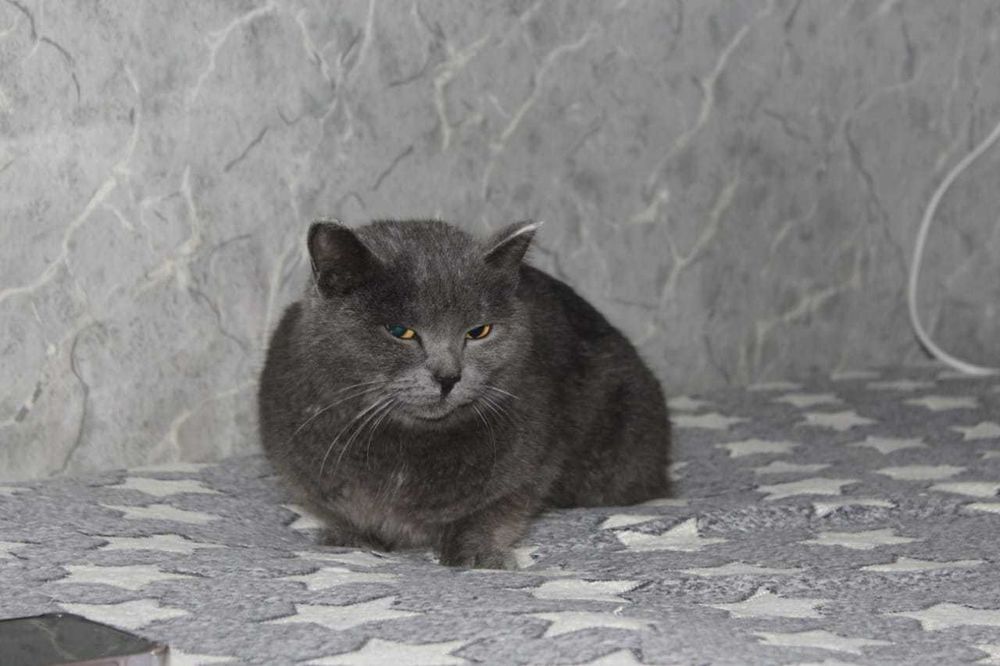 Спокойная красавица британка