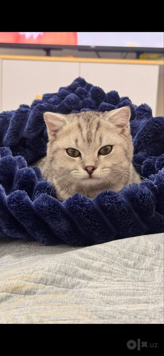 Шотландский фолд