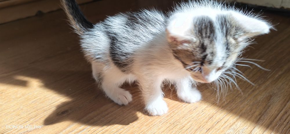 Котета се подаряват