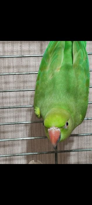 Ожереловый попугай ручной