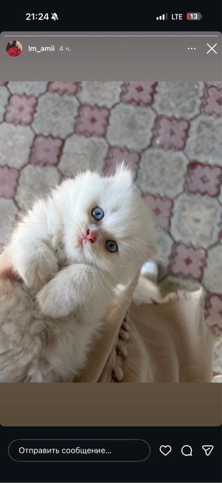 Мушукчала сотилади