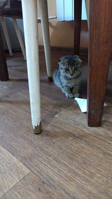 отдам маленького котёнка