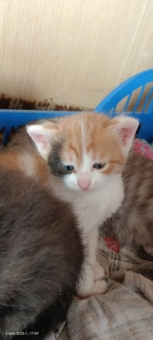 Отдам котят в добрые руки