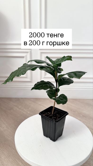 Кофейное дерево комнатное (сорт арабика)