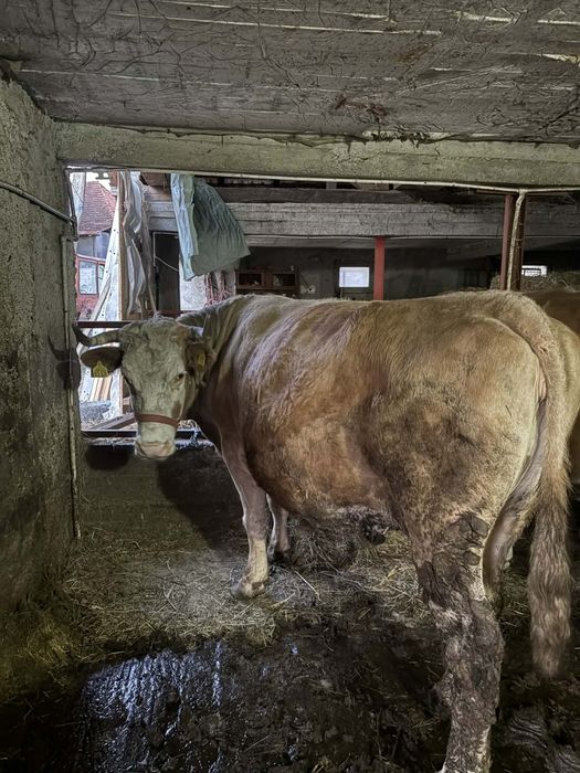 De vânzare 2 vaci si o junincă