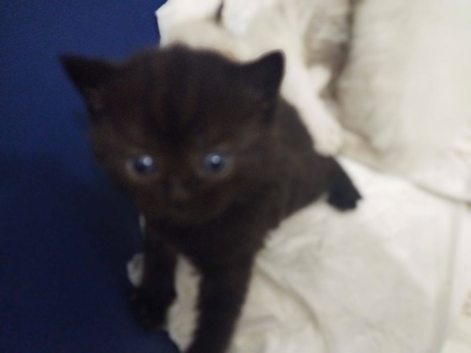 Кудрявые Селкирк рекс котята