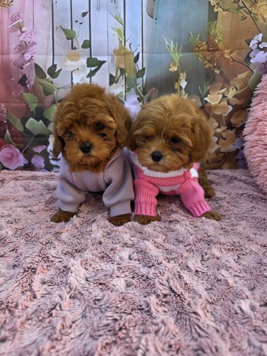 Всички ваксини!Малтипу момичета/майка малтипу баща тийкъп пудел