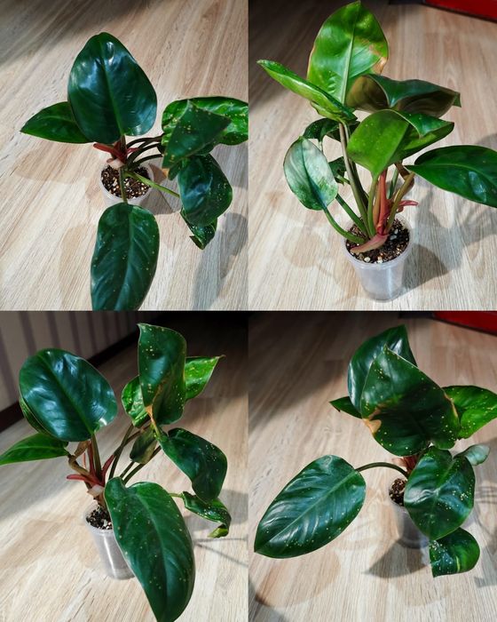 орхидея, сингониум, каланхоэ