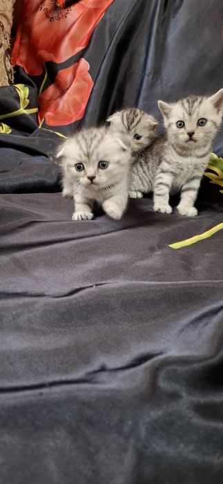 Шикарные вислоухие котята