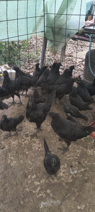 Găini ayam cemani