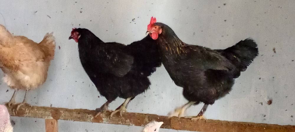 Тухум  Urug‘langan domashni tovuq tuxumlari sotiladi