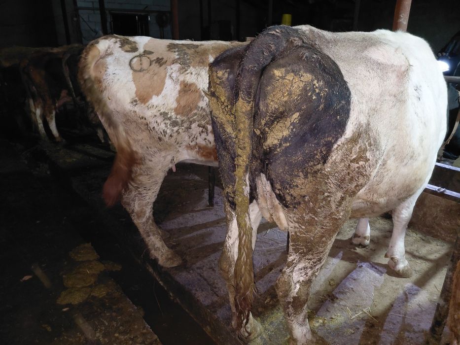 Семіз сиырлар сатылады