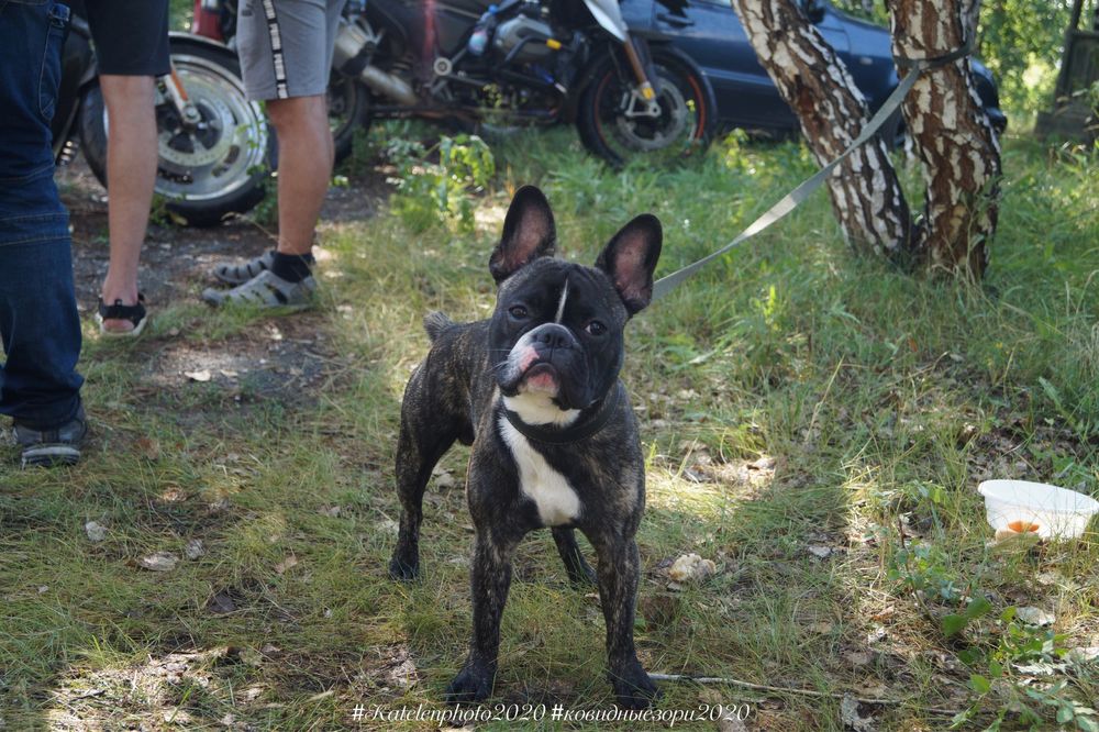 Отдам в хорошие руки