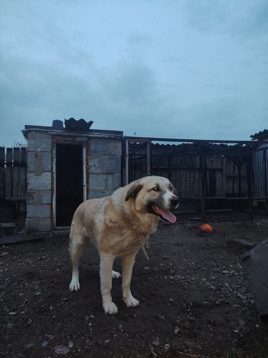 Тобет ит собака тобет 2 года