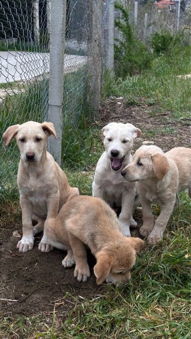 Сладки кученца търсят дом