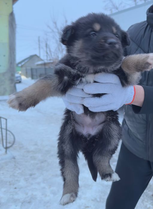 Отдам даром щенят сук