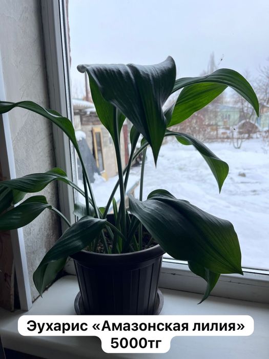 Домашние цветы