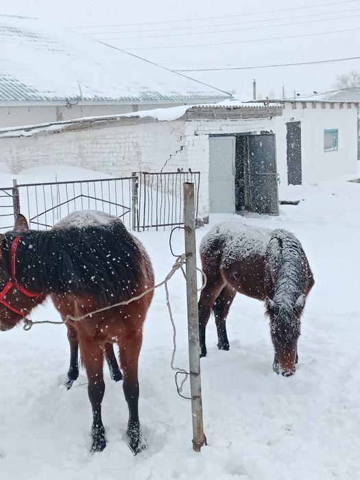 Жылқы сатылады құлынымен