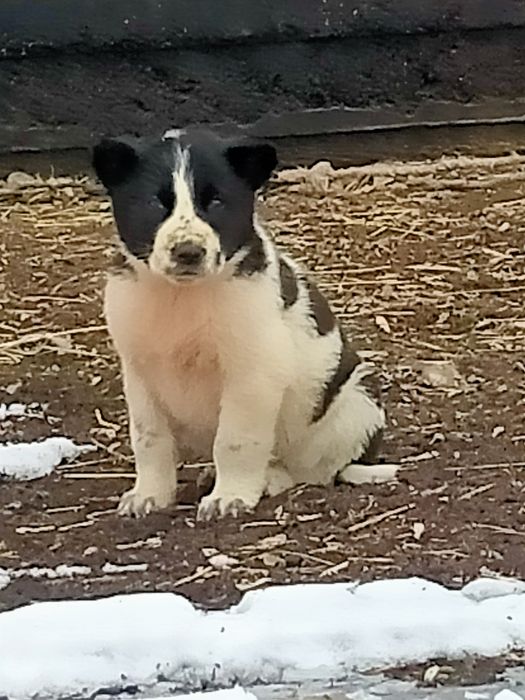 Төбет күшіктер сатылады