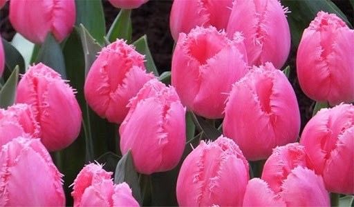 Тюльпаны кашарель