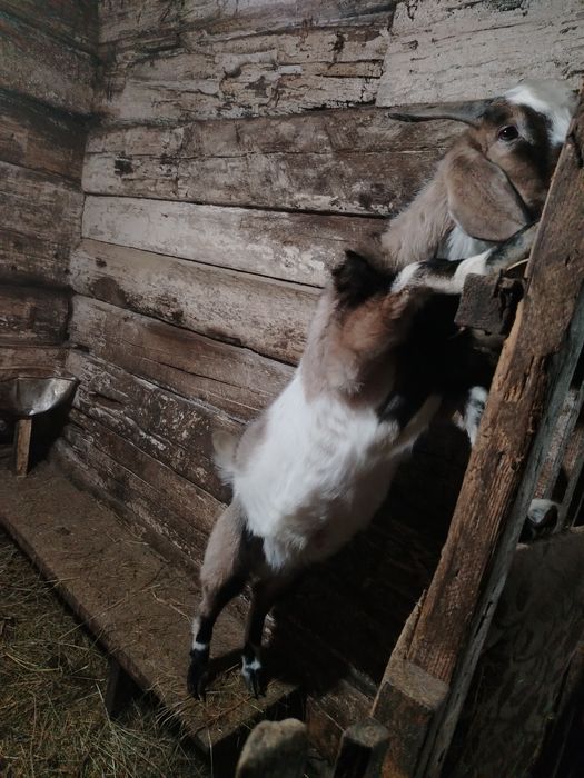 Продам козла 5 месяцев