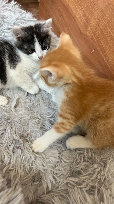 Отдам котят бесплатно
