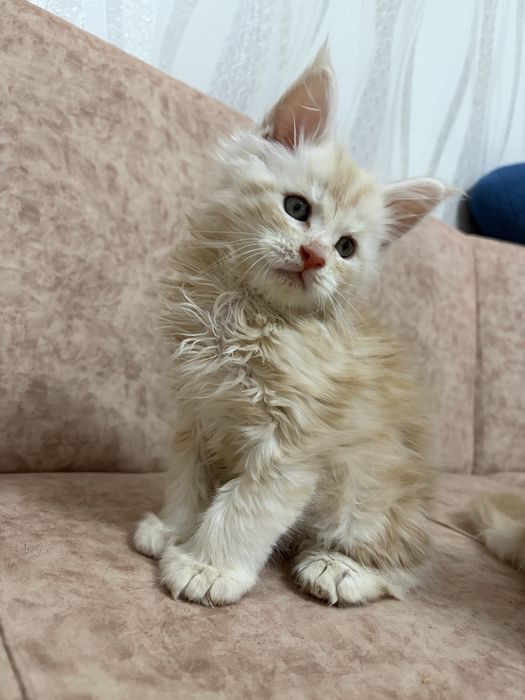 Котята Мейн-кун , великаны