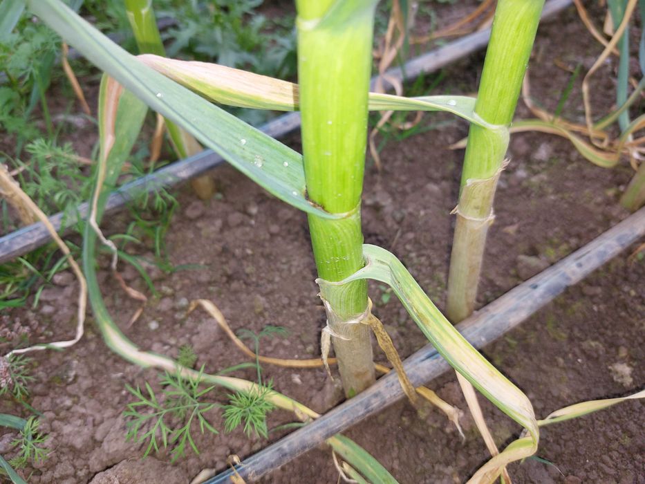 Ceapa verde si usturoi