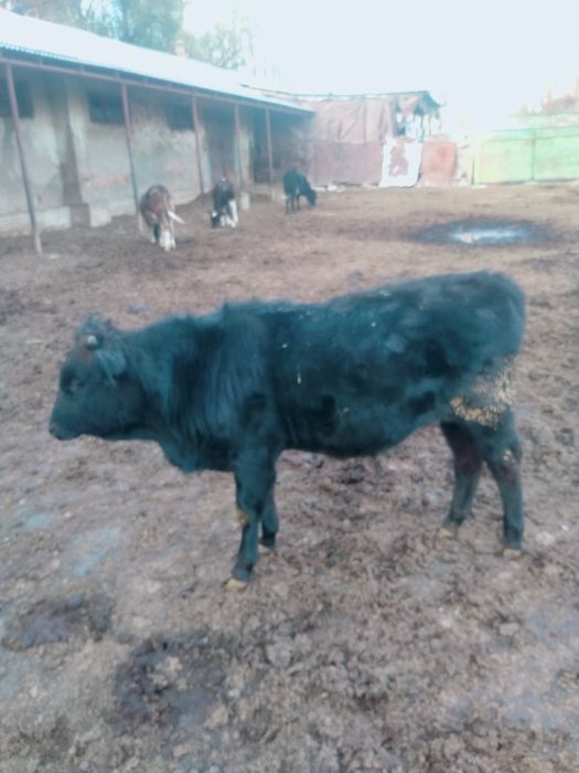 Бычок сатылады .