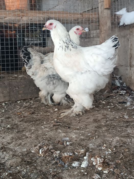 Продам  куры брамма