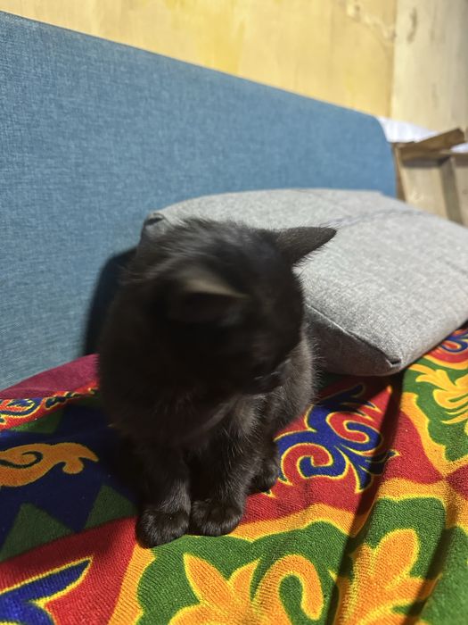 Котенок ищет дом
