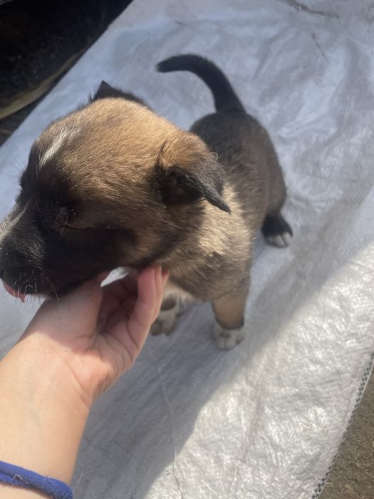 donez catei malinois