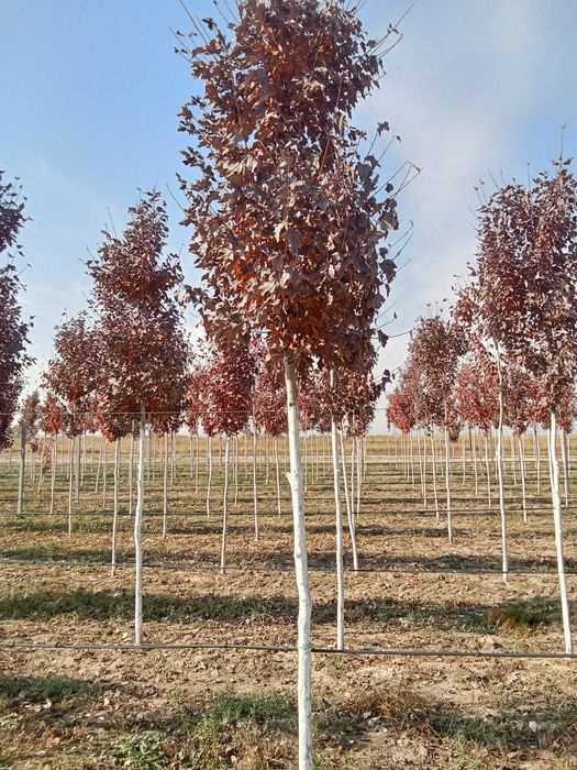 Клен краснолисный крупномер