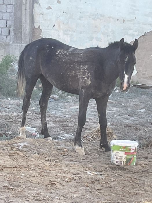 Құнан сатылады  жуас