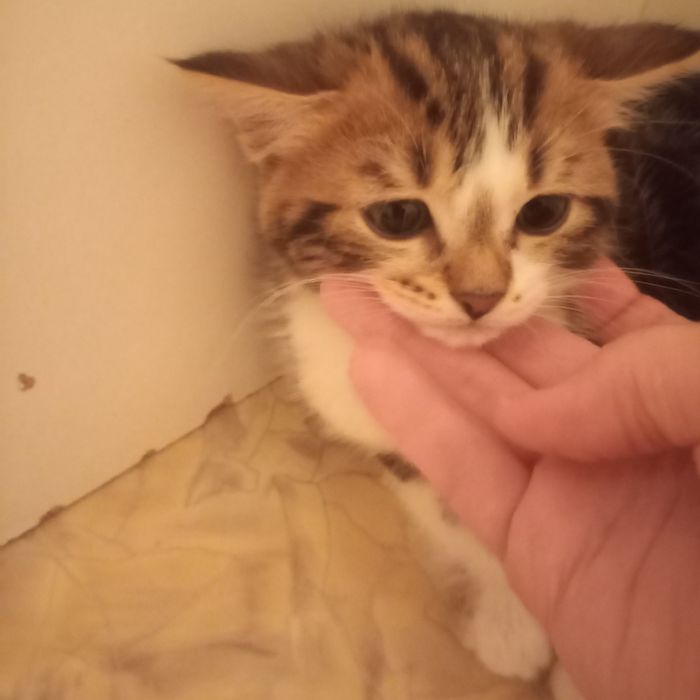 Красивый котёнок 2 месяца {дев}