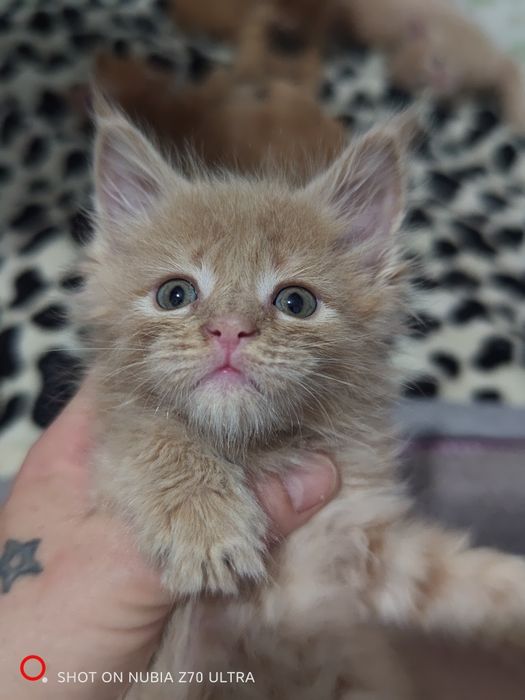 Продам котят породы Мейн Кун