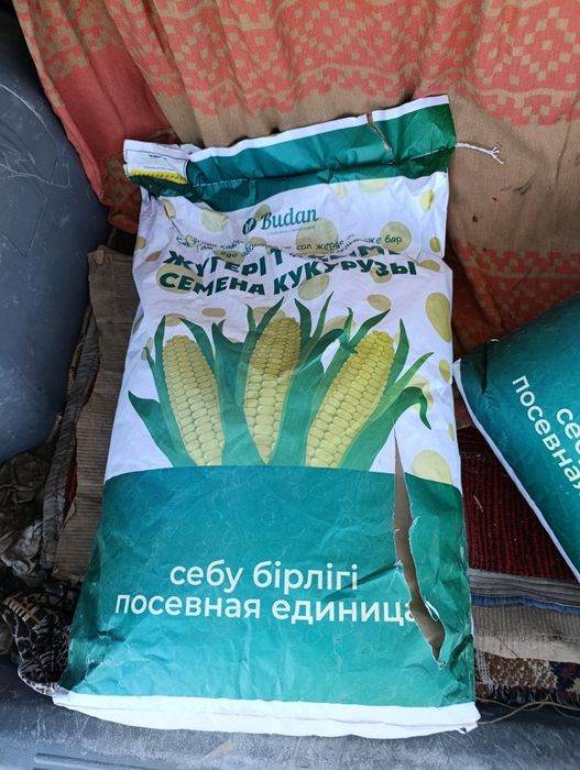 Семена кукурузы  .