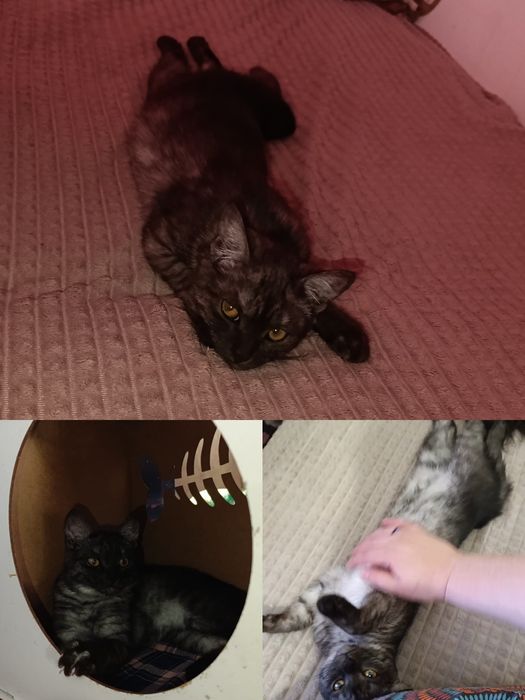 Шотландская девочка