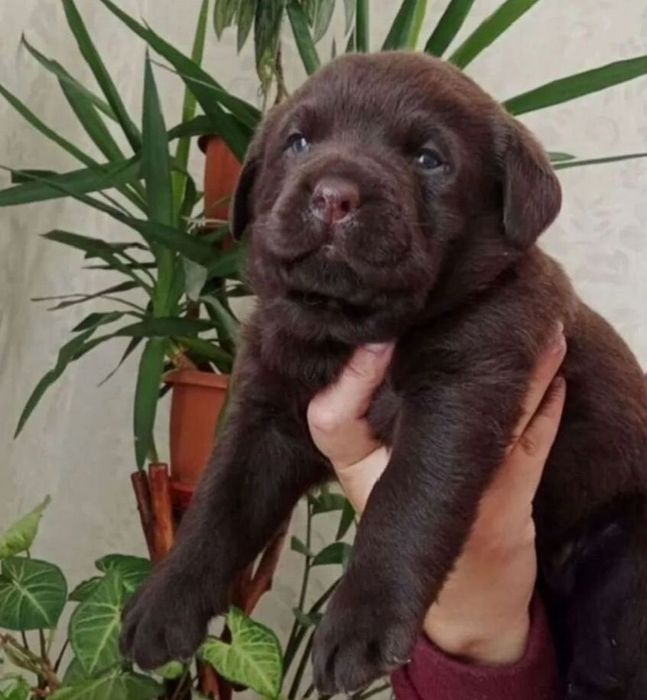 Продается щенок шоколадного лабрадора ретривера