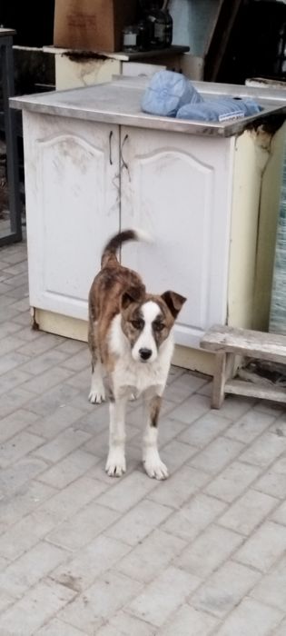 Хорошие щенеи в добрые руки