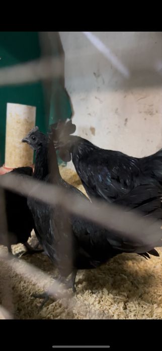 Черные куры для лечения