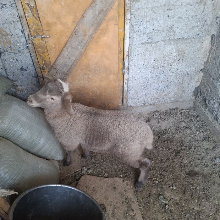 Продам матку с ягненком