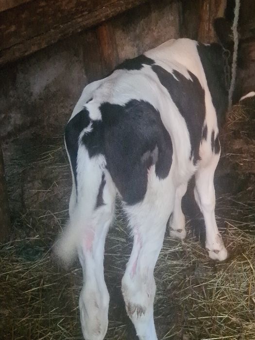 Vitica holstein 5 pe6 saptamhni suge la biberon la vaca din vaca bună de lapte