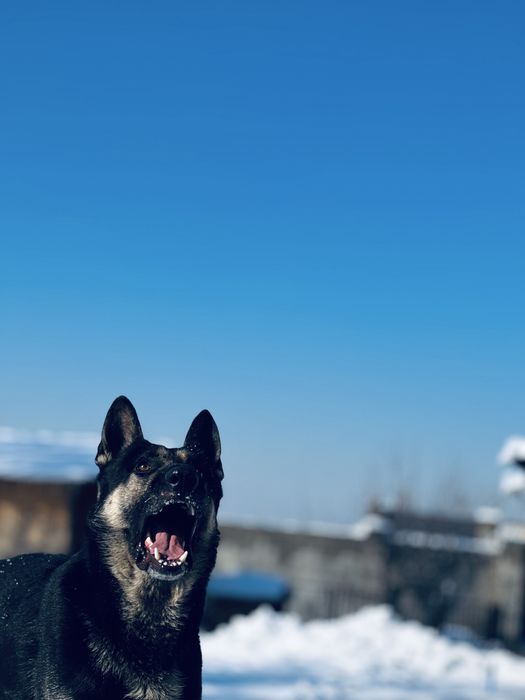 Вязка  овчарка (Кобель) ВЕО Обмен