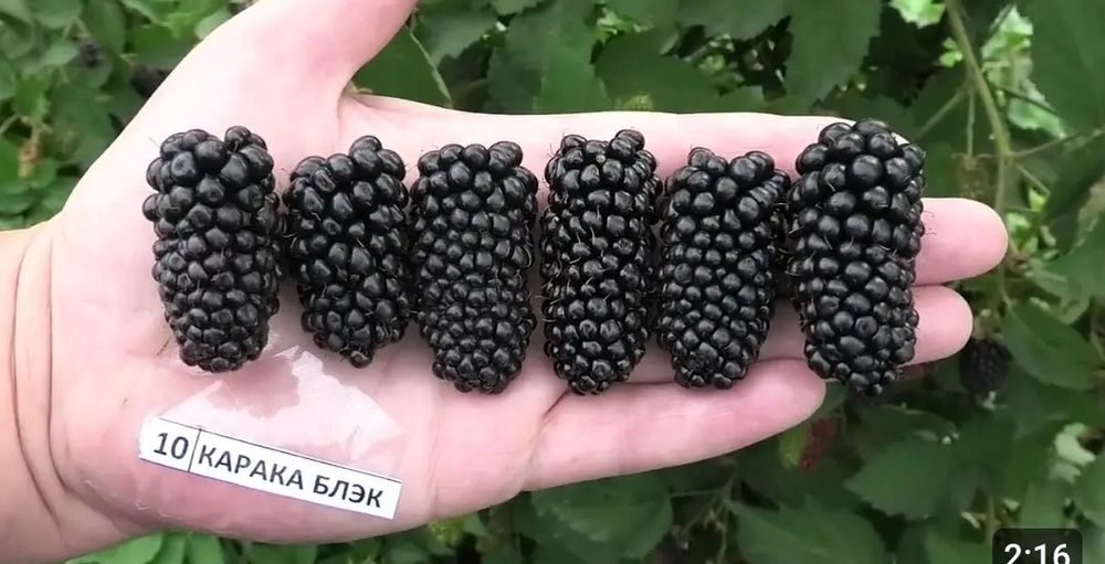 Продам саженцы ежевики