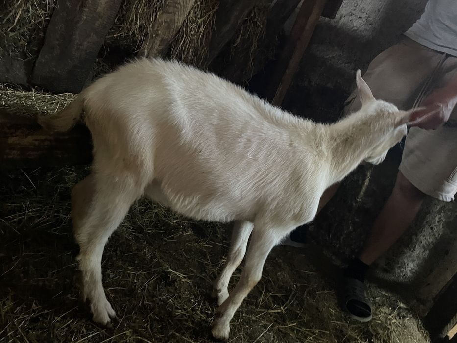 Vând țap și ieduță Saanen – fătați în martie